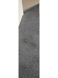 Carpet Stain Removal Before Cleaning